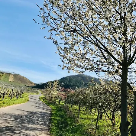 Residenz Moselzauber - Mit Pool Landschaft *